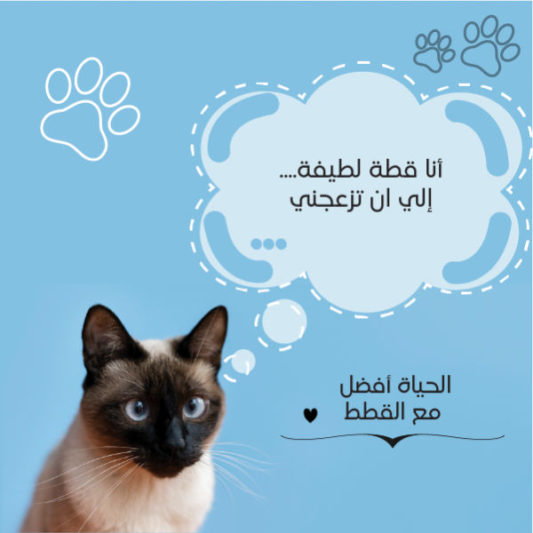 تصميم منشور فيسبوك عن القطط لتسويق متجر حيوانات أليفة