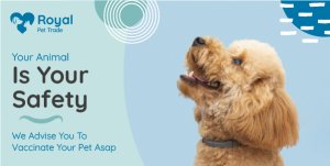 Pet Shop Twitter Post Template PSD Editable