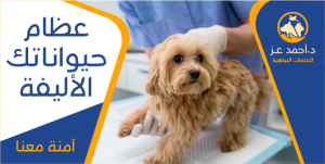 Cute Veterinary Clinic Twitter Post Template PSD